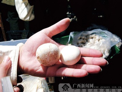 北京“漂白蘑菇”事件追蹤：小實驗為何引發大爭議