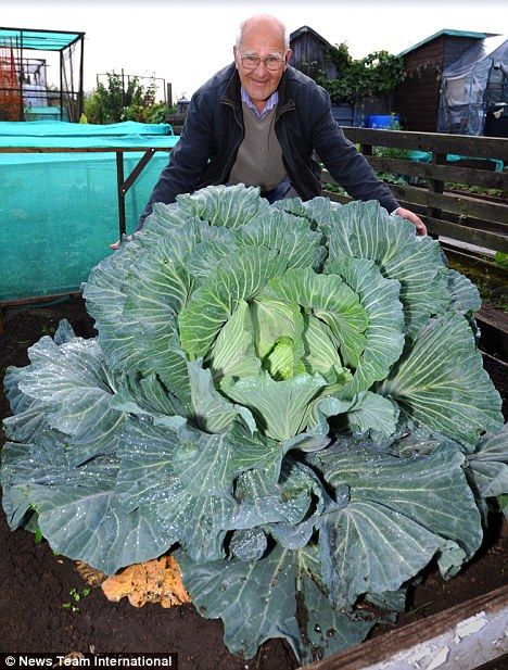 超乎尋常的巨型蔬菜