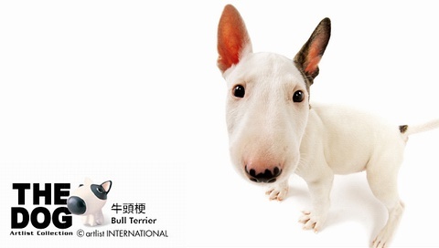 動(dòng)物小了才可愛(ài)！超級(jí)萌的小動(dòng)物