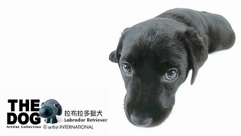動物小了才可愛！超級萌的小動物