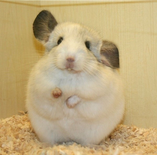 小動物最萌瞬間