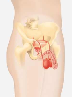 人老了哪些器官會“縮水”