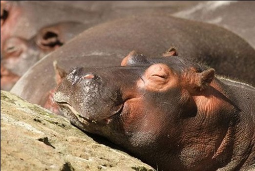 動物如何睡覺 銷魂睡姿