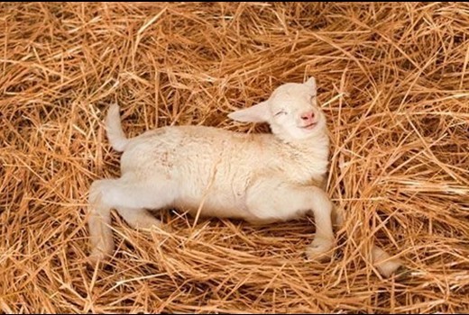 動物如何睡覺 銷魂睡姿