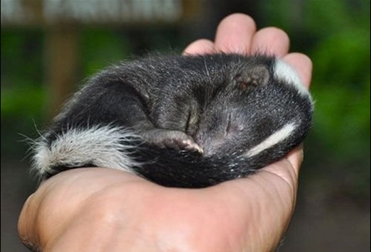 快瞧！動物如銷魂睡姿！