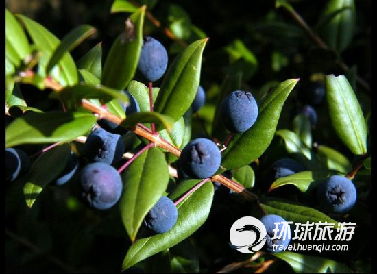 盤點(diǎn)世界各地獨(dú)一無二的詭異飲料