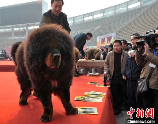 天價(jià)藏獒“驚天獸”亮相河北 力大如牛壯如雄獅