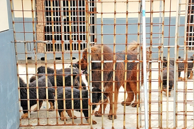 野覓食闖進藏獒基地 護崽藏獒咬死入侵者