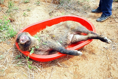 野覓食闖進藏獒基地 護崽藏獒咬死入侵者