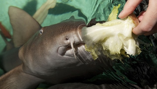 手術(shù)后遺癥？世界上第一條素食鯊魚(yú)愛(ài)吃芹菜