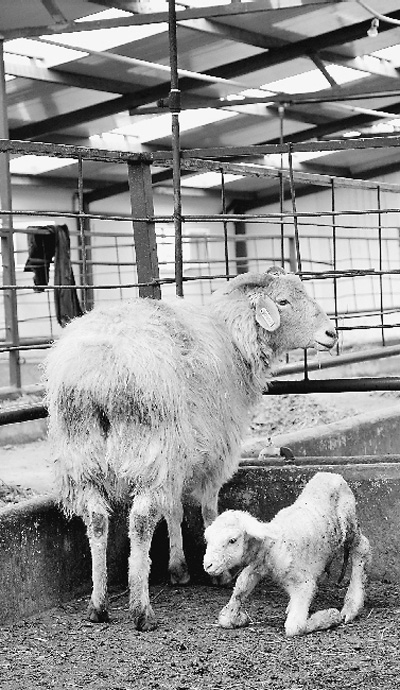 世界首例手工克隆綿羊“鵬鵬”帶來(lái)了什么？(圖)