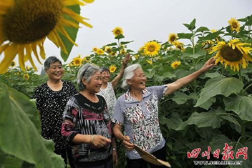 綿竹開(kāi)辟千畝花田體驗(yàn)觀光農(nóng)業(yè)