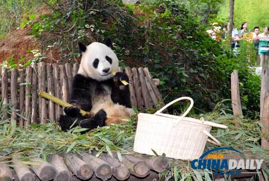 汶川地震寄養云南大熊貓返鄉