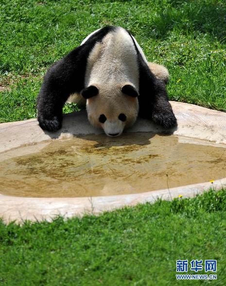 大熊貓思嘉在云南的最后一個(gè)生日(高清)