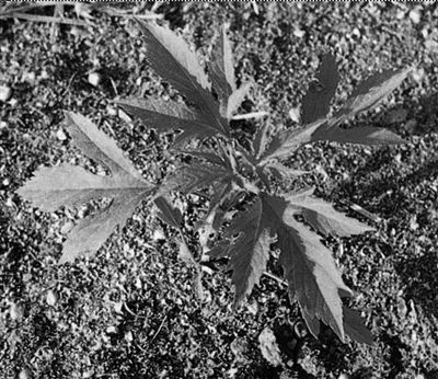 懷柔水庫遭“植物殺手”入侵 專家提醒千萬別碰