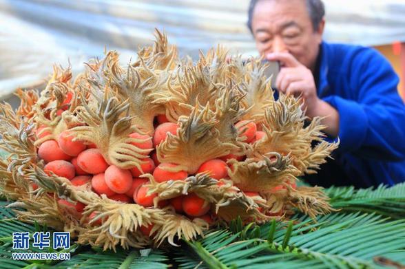 罕見 山東一鐵樹開花又結果