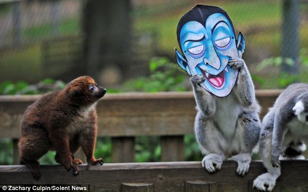 滑稽！英動物園猴子戴萬圣節面具嚇同伴(組圖)