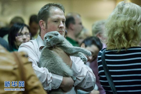 國際貓展掠影 個個“楚楚動人”