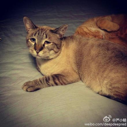 哭喪囧臉貓網絡走紅 苦大仇深窘態(tài)萌翻網友