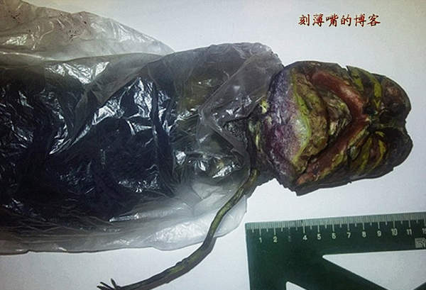 臺(tái)灣外星人疑造假 圖揭歷年神秘生物騙局