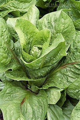 消除脂肪肝的“18條”飲食療法【組圖】