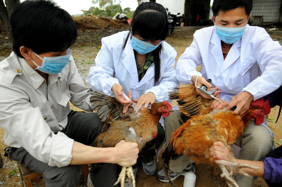 組圖：中國多地備戰(zhàn)H7N9禽流感