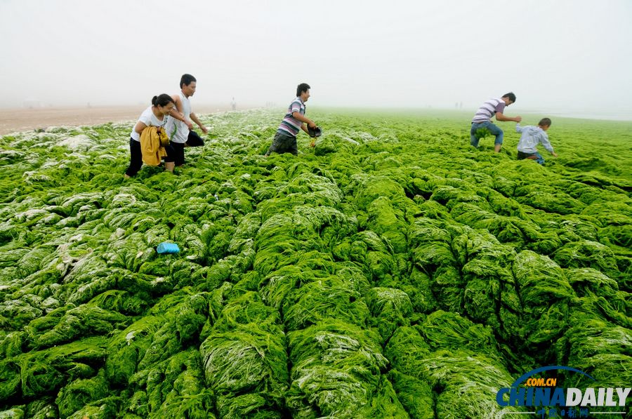 一起去青島看草原！滸苔入侵海水浴場(chǎng)沙灘變草原