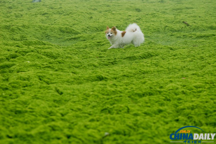 一起去青島看草原！滸苔入侵海水浴場沙灘變草原