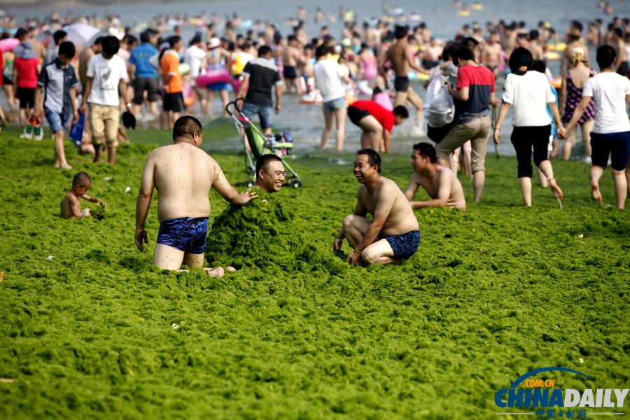 青島迎入夏最大規(guī)模滸苔登陸