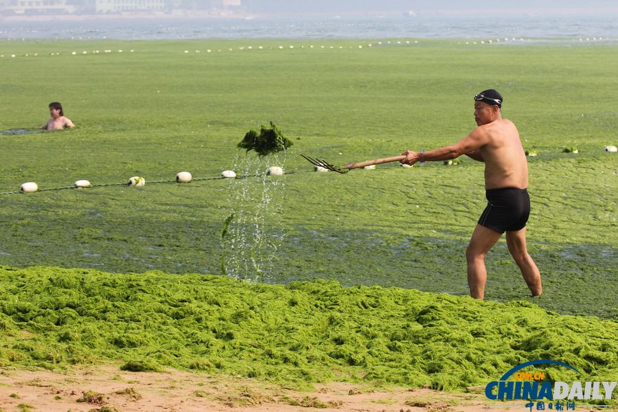 青島迎入夏最大規模滸苔登陸