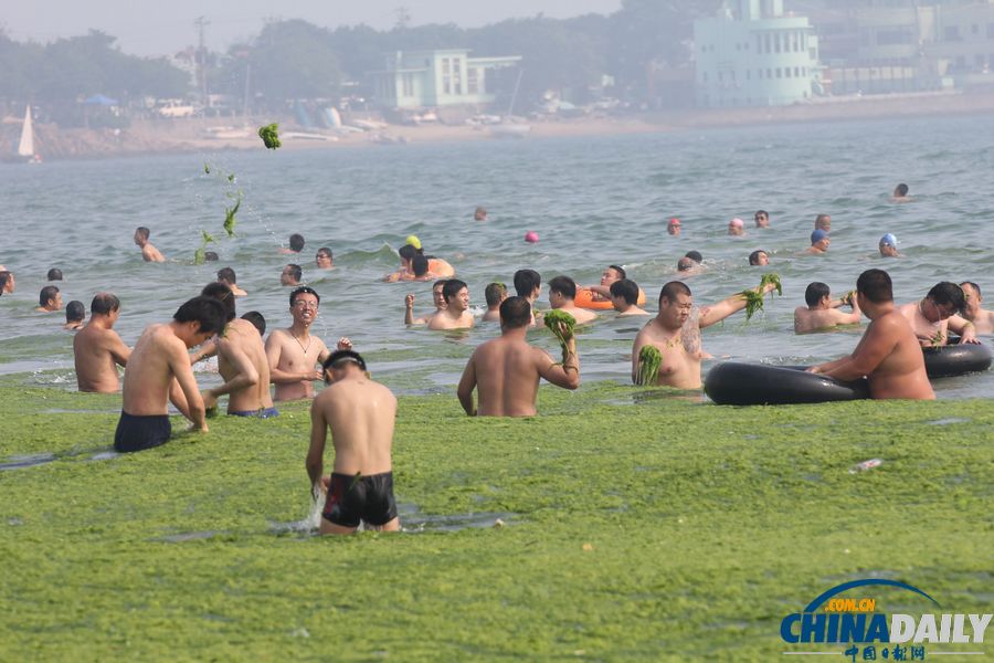 青島迎入夏最大規(guī)模滸苔登陸