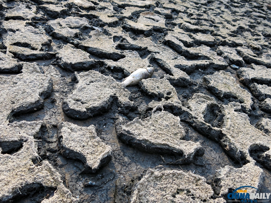 重慶：高溫持續(xù) 水庫(kù)干涸死魚(yú)被烤熟
