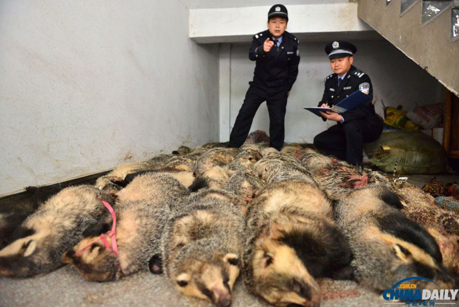 四川南充:“亮劍行動”搗毀非法加工野生動物窩點