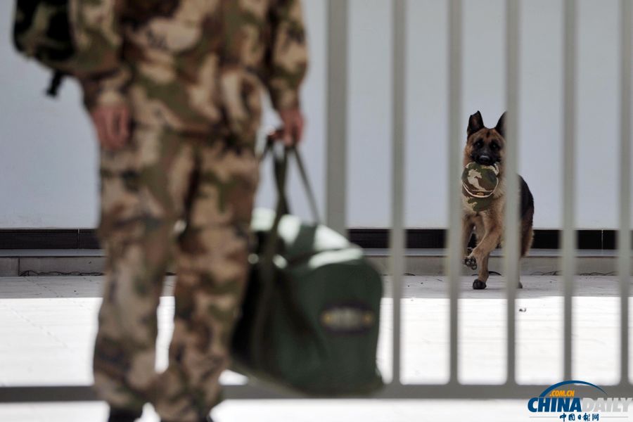 “戰友”的特殊告別：人犬分別的感人瞬間