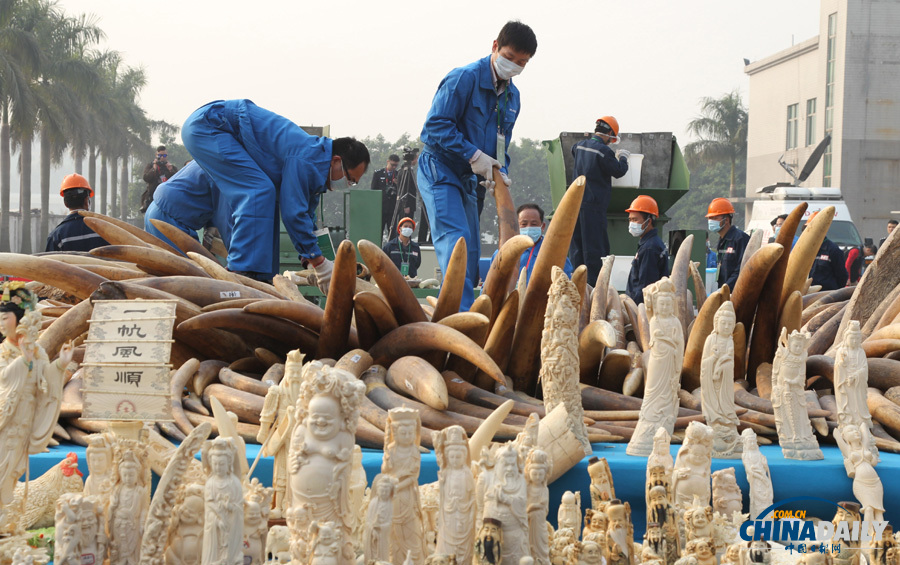 中國公開銷毀6.1噸執(zhí)法查沒象牙