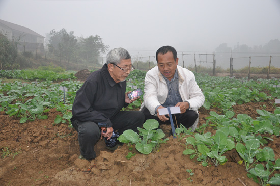 沈昌健：父子相繼35年研究雜交油菜 離夢想還有“一大步”