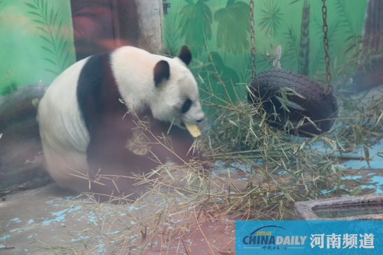 鄭州動物園回應“九大質(zhì)疑”“熊貓坐臺”或存在