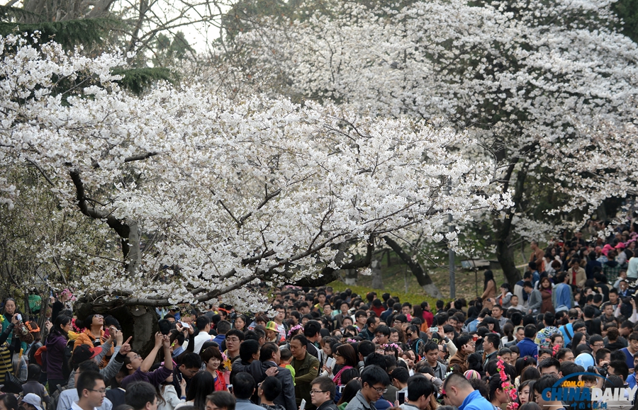 湖北武漢：武大櫻花開 校園成公園