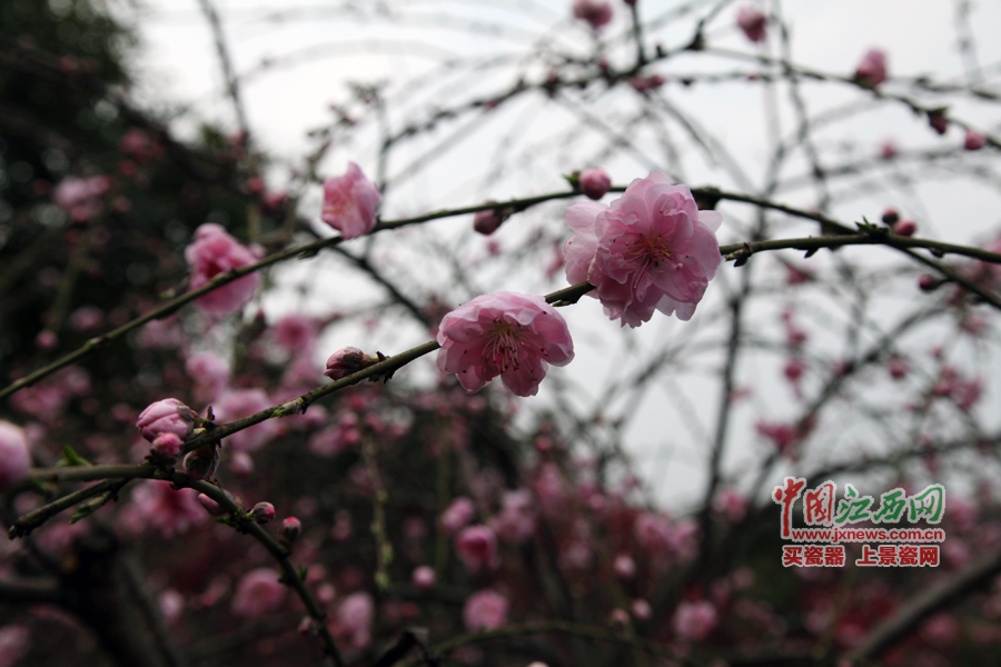 “第六屆全國網(wǎng)絡媒體江西游”采訪團暢游桃花島