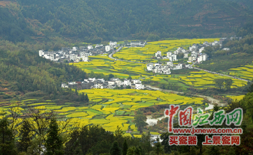 全國(guó)網(wǎng)媒記者逛婺源江嶺 邂逅花田喜事贊“天上人間”