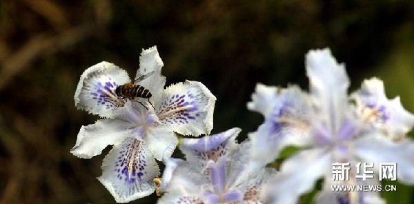 蝴蝶花開俏長沙