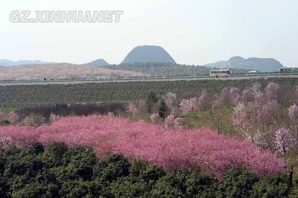 陽春三月 清鎮多彩花海醉游客