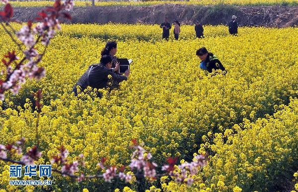 山東濟南：油菜花開樂農家