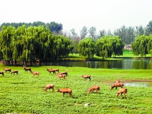 北京最大濕地公園開門迎客 此前曾是垃圾場