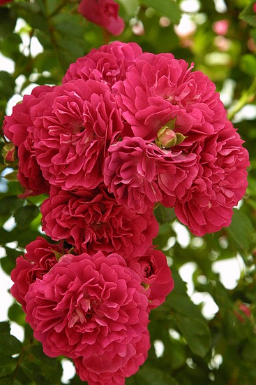 高原怒放的花朵(組圖)