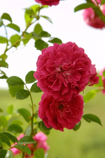 高原怒放的花朵(組圖)
