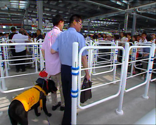 世博趣聞：3歲導盲犬帶主人游世博園(組圖)