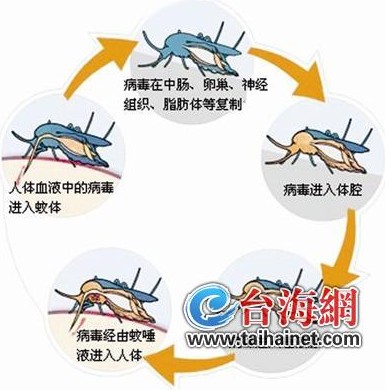 疾控專家赴全省檢查督導 加強登革熱防控工作