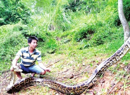 閩候3只巨蟒下了100多個蛋續(xù)：捕蛇能手苦戰(zhàn)巨蟒