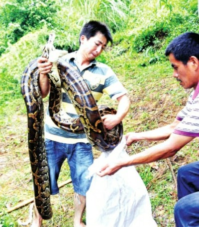 閩候3只巨蟒下了100多個蛋續(xù)：捕蛇能手苦戰(zhàn)巨蟒